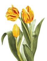 Картина по номерам "Жёлтые тюльпаны" (300х400 мм)