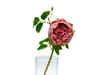 Цветок искусственный "Роза" (600 мм)